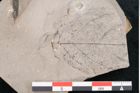 Foto (Detailansicht) von Dioclea protogaea Ettingshausen (NHMW-GEO-2024-0188-8040)